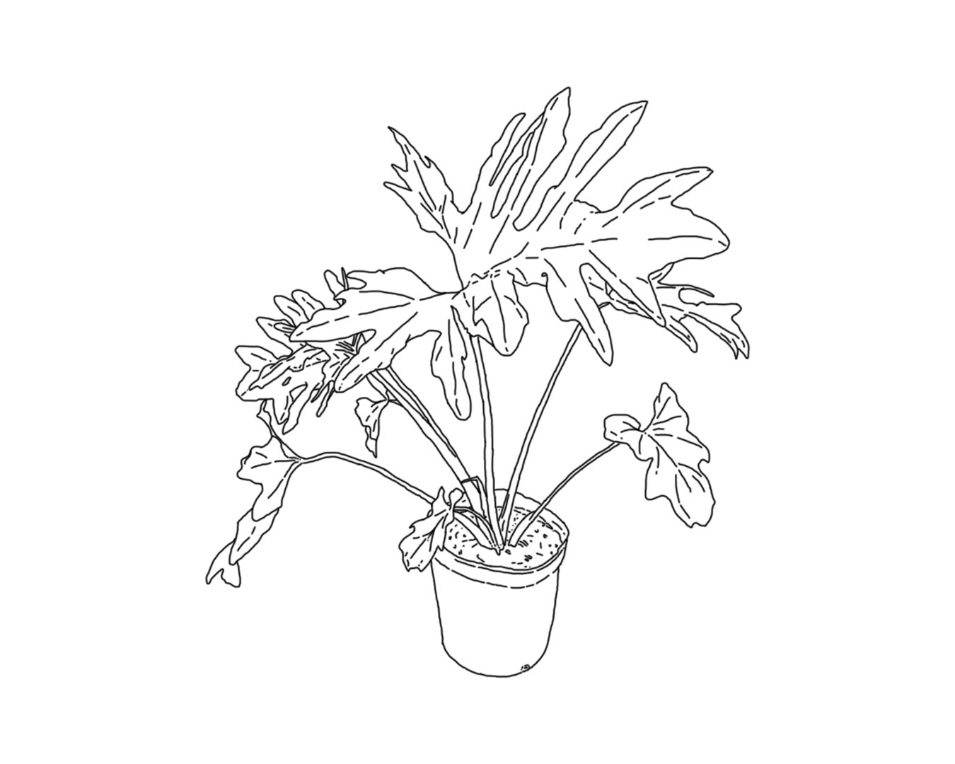 El canon en el arte misionero