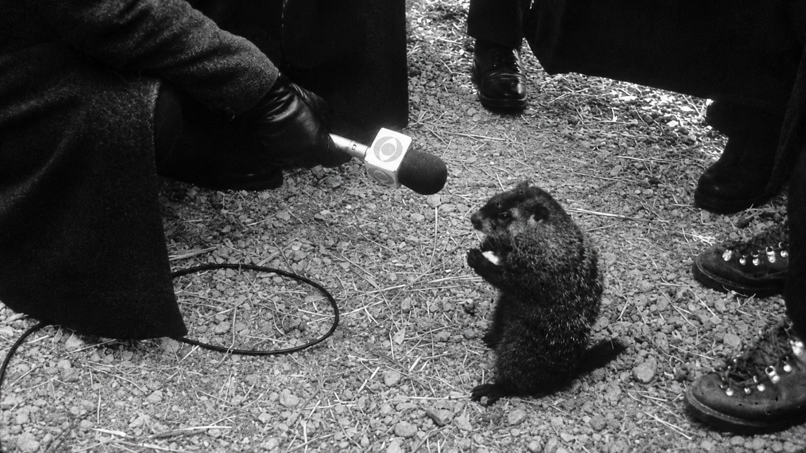 El día de la marmota